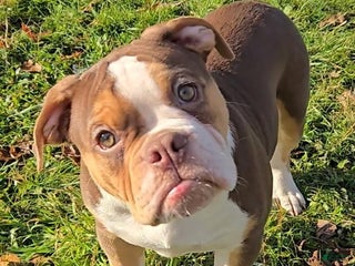 Olde English Bulldogge dogs Porkchop - Ad 25