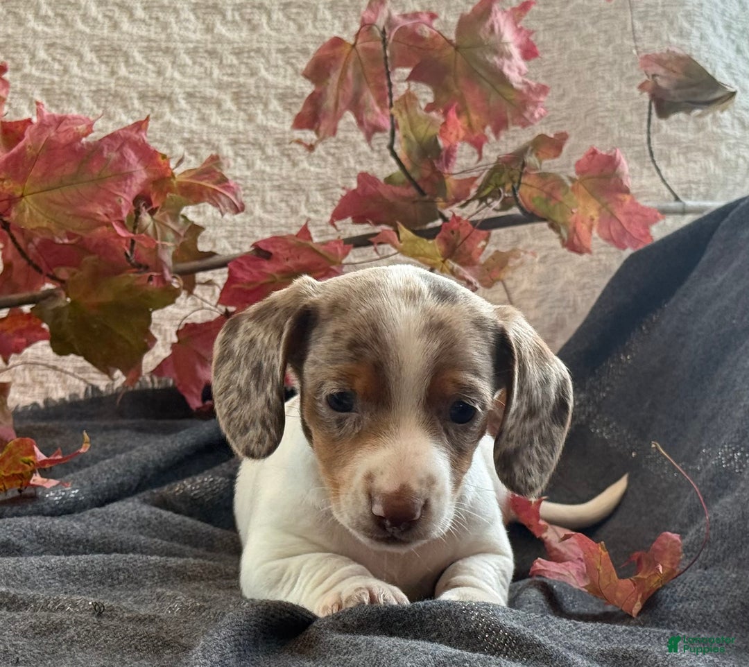 Miniature Dachshund dogs for sale: Freckles  - Ad 8