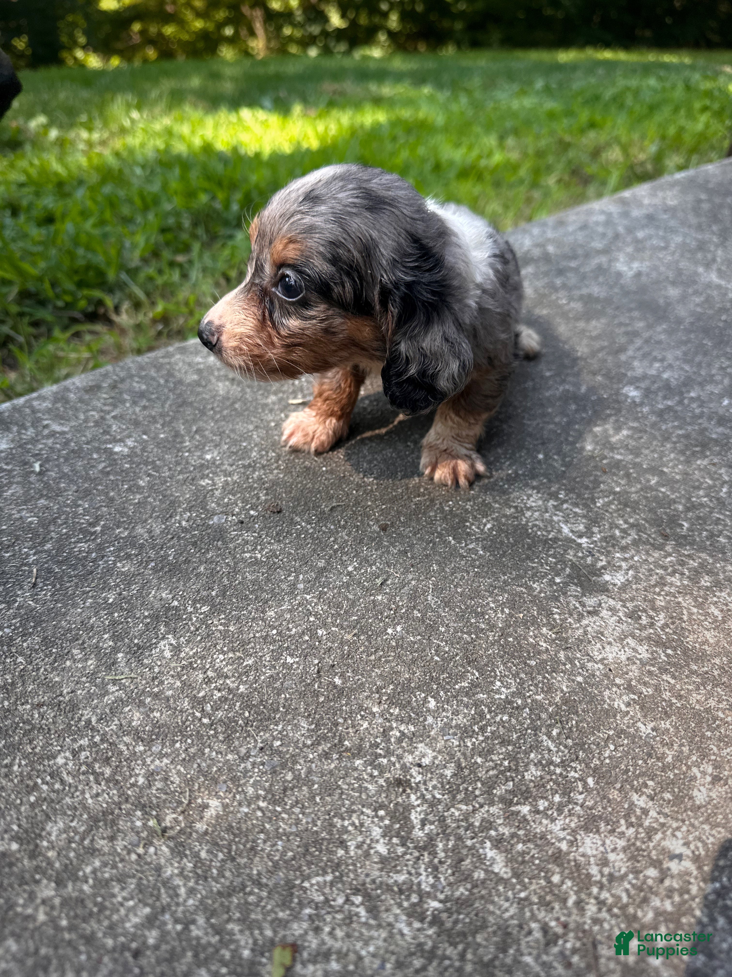 Dachshund dogs Female Five - Ad 2