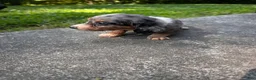 Dachshund dogs for sale: Female Five - Ad 2