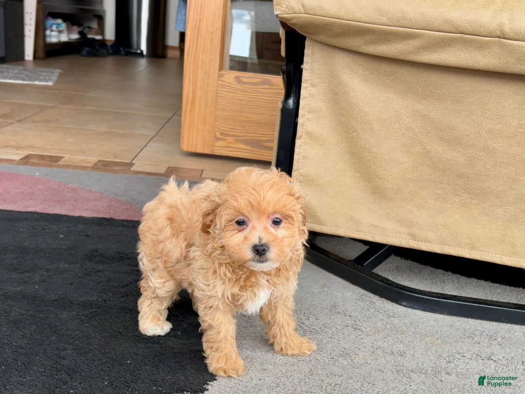 Maltipoo dogs for sale: Maltipoo female 1 - Ad 8