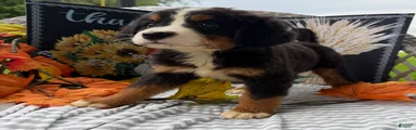 Petunia