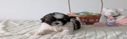 Shih Tzu dogs for sale: Ezi  - Ad 10