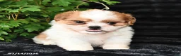 Shih Tzu dogs for sale: Dash - Ad 3