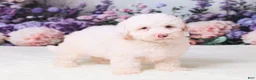 Mini Goldendoodle dogs for sale: Canela - Ad 3