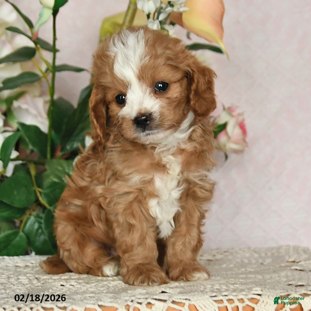 Cavapoo dogs for sale: Kalvin - Ad 3