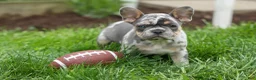 French Bulldog dogs for sale: Ace  (Blue Merle Tan) 🐶✨ - Ad 14