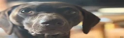 German Shorthaired Pointer dogs for sale: Colt - Ad 4