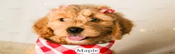 Goldendoodle dogs for sale: Maple - Ad 26