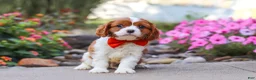Cavalier King Charles Spaniel dogs for sale: Logan - Ad 6