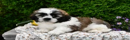 Teddy Bear dogs for sale: Tessa - Ad 4