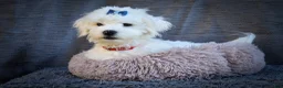 Maltese dogs for sale: Baxter 🐶 - Ad 6