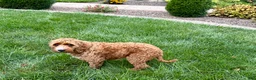 Cockapoo dogs for sale: Kip  - Ad 10
