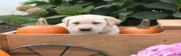 Labrador Retriever dogs for sale: Ginger - Ad 4