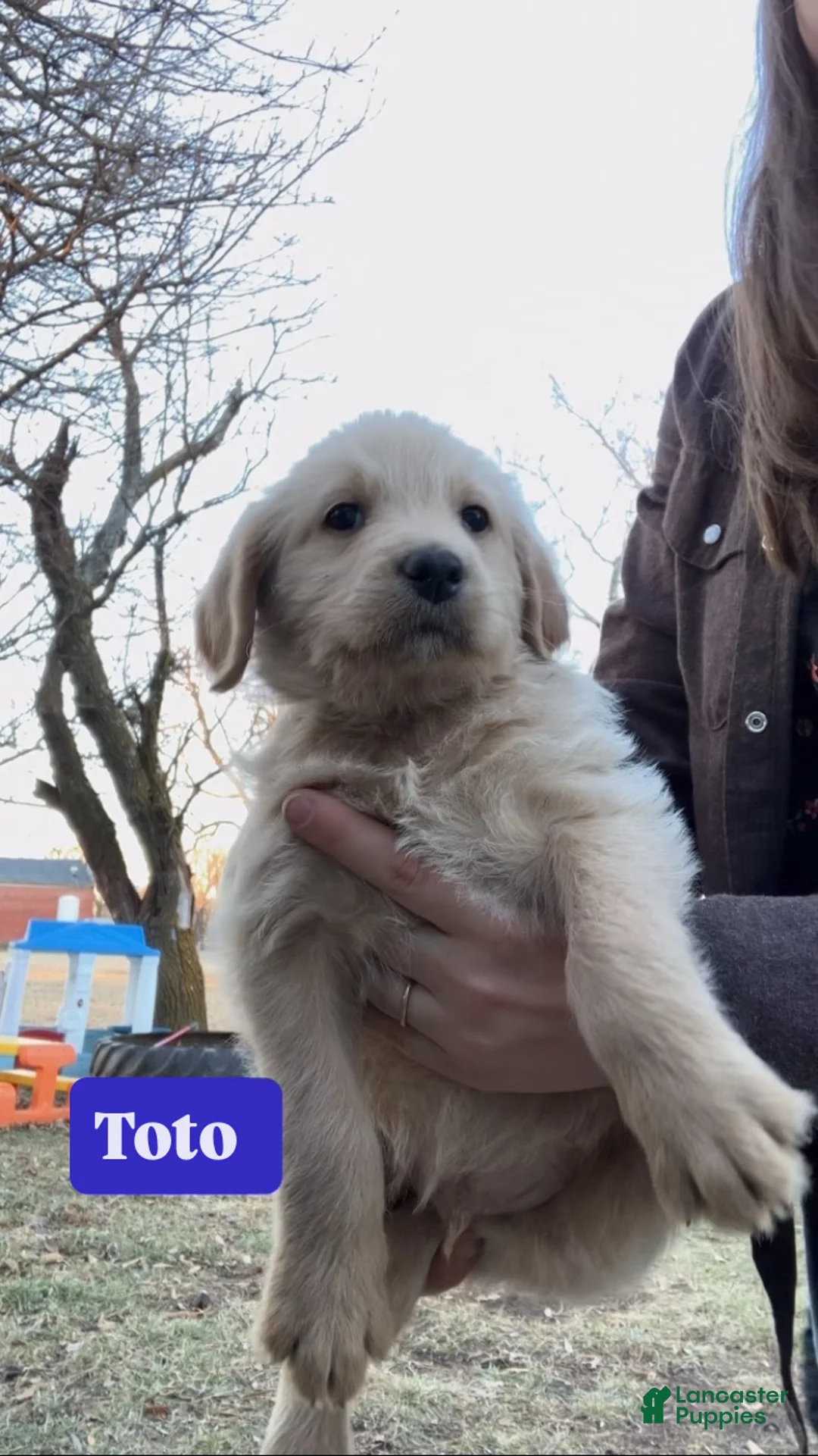 Labradoodle dogs for sale: Toto - Ad 1