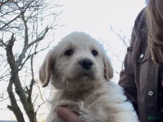 Labradoodle dogs Toto - Ad 4