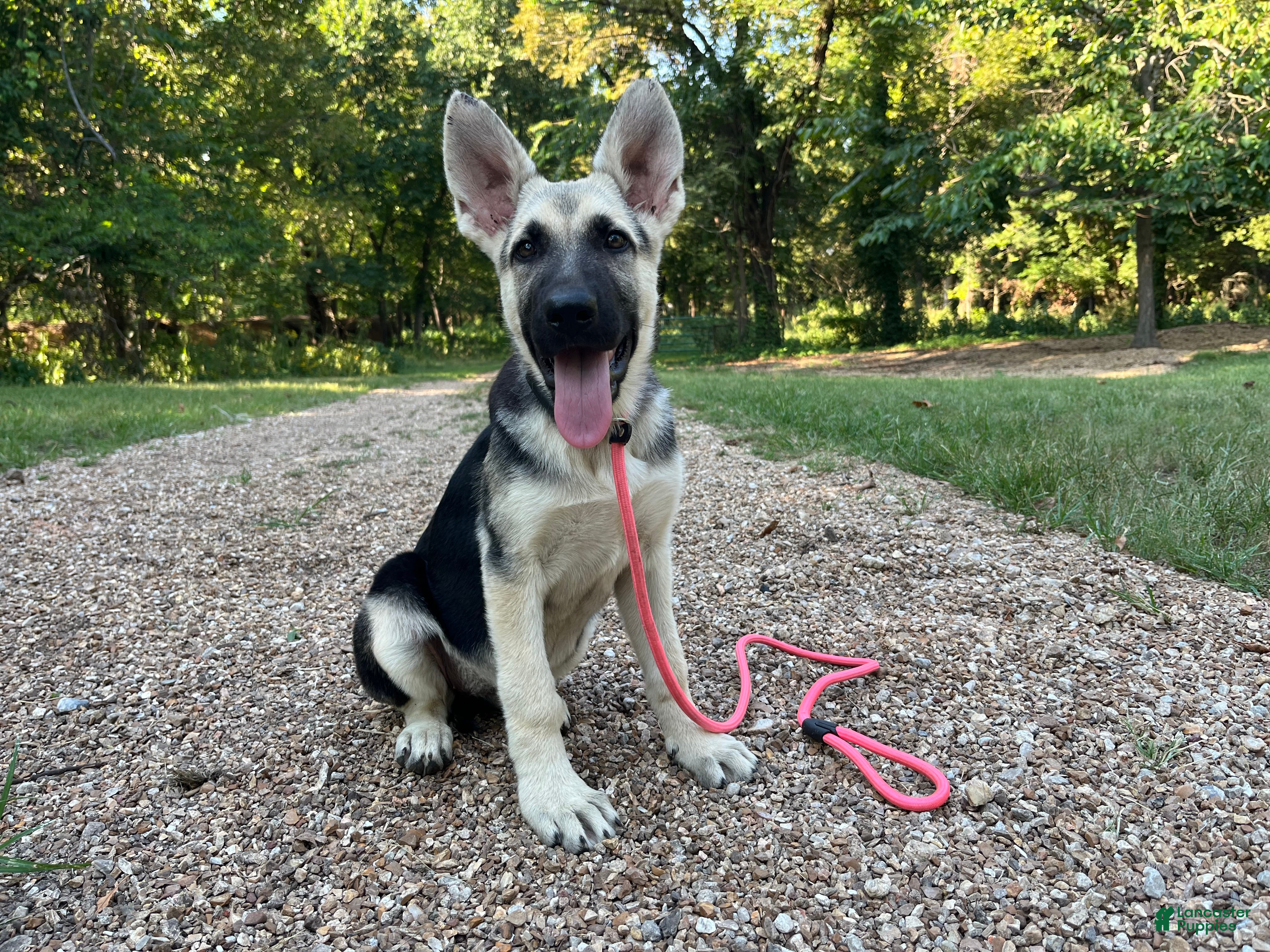 German Shepherd dogs Meadow - Ad 12
