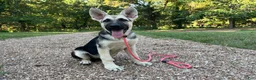 German Shepherd dogs for sale: Meadow - Ad 1