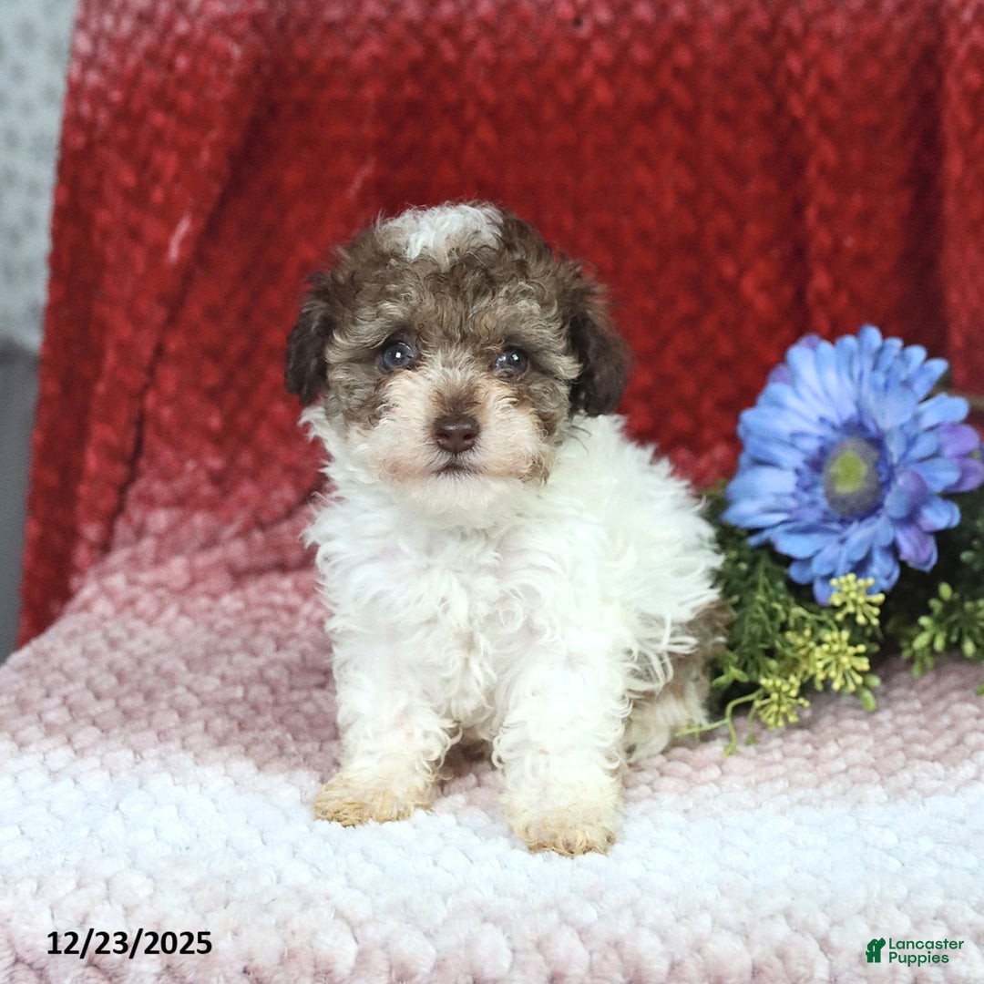 Miniature Poodle dogs for sale: Megan - Ad 3