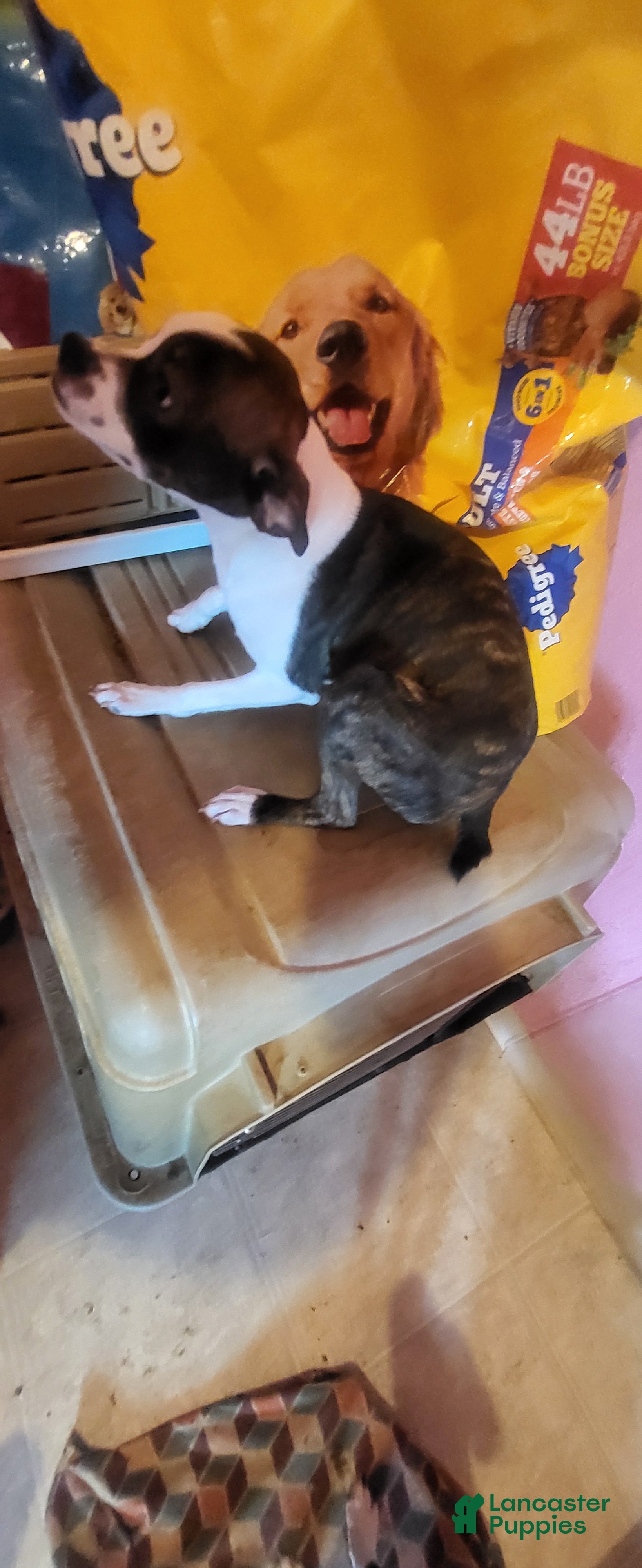 Mixed Breed dogs for sale: Mixed Breed 2 - Ad 2