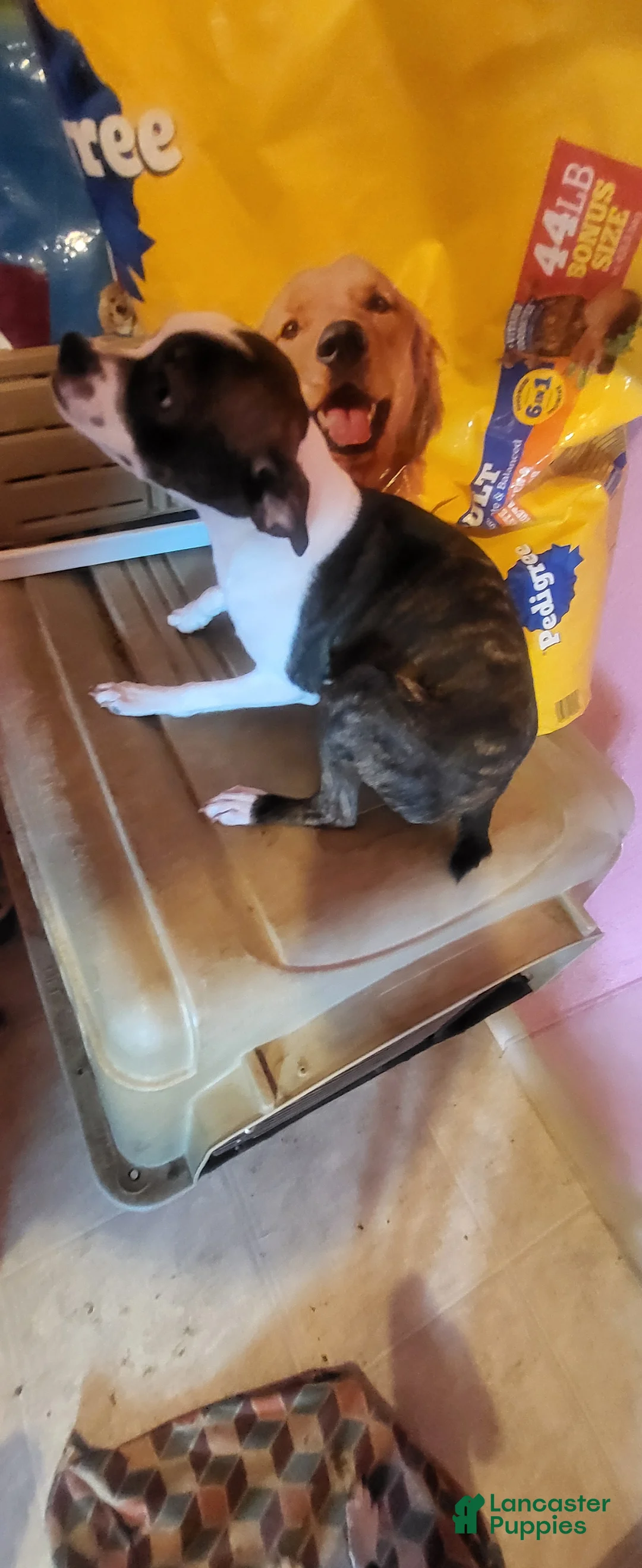 Mixed Breed dogs for sale: Mixed Breed 2 - Ad 2