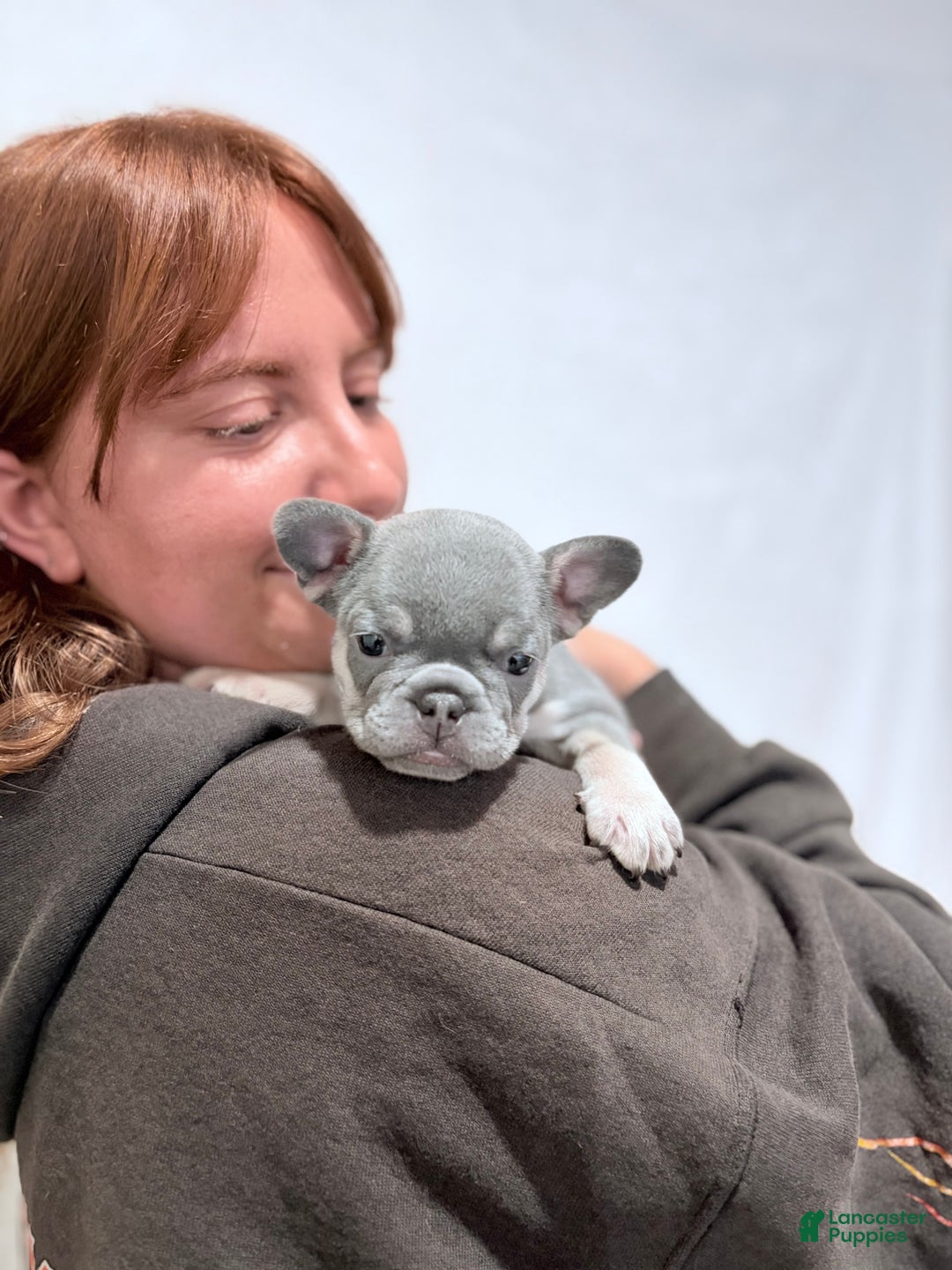 French Bulldog dogs for sale: Harley jr. - Ad 1