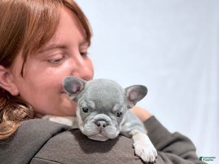 French Bulldog dogs Harley jr. - Ad 19