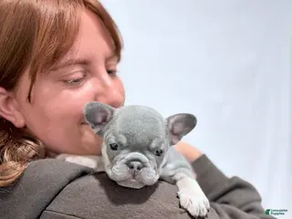 French Bulldog dogs Harley jr. - Ad 15