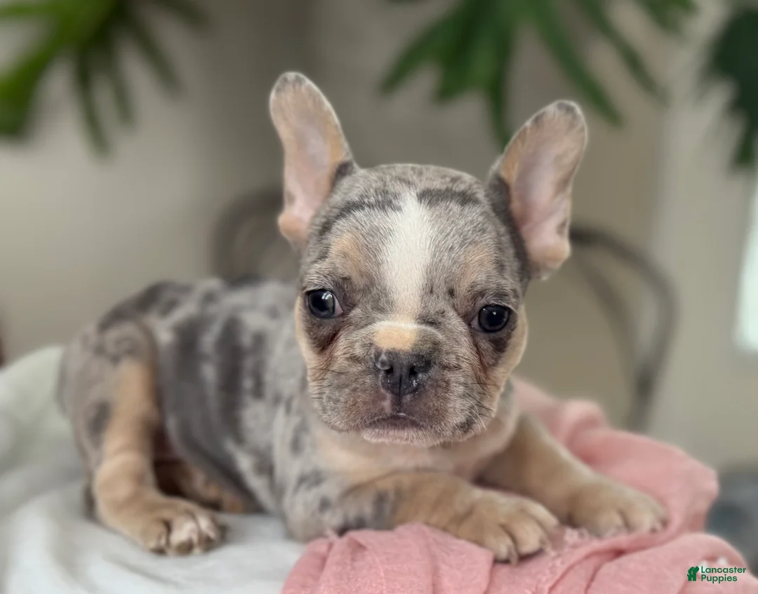 French Bulldog dogs for sale: Willow - Ad 7