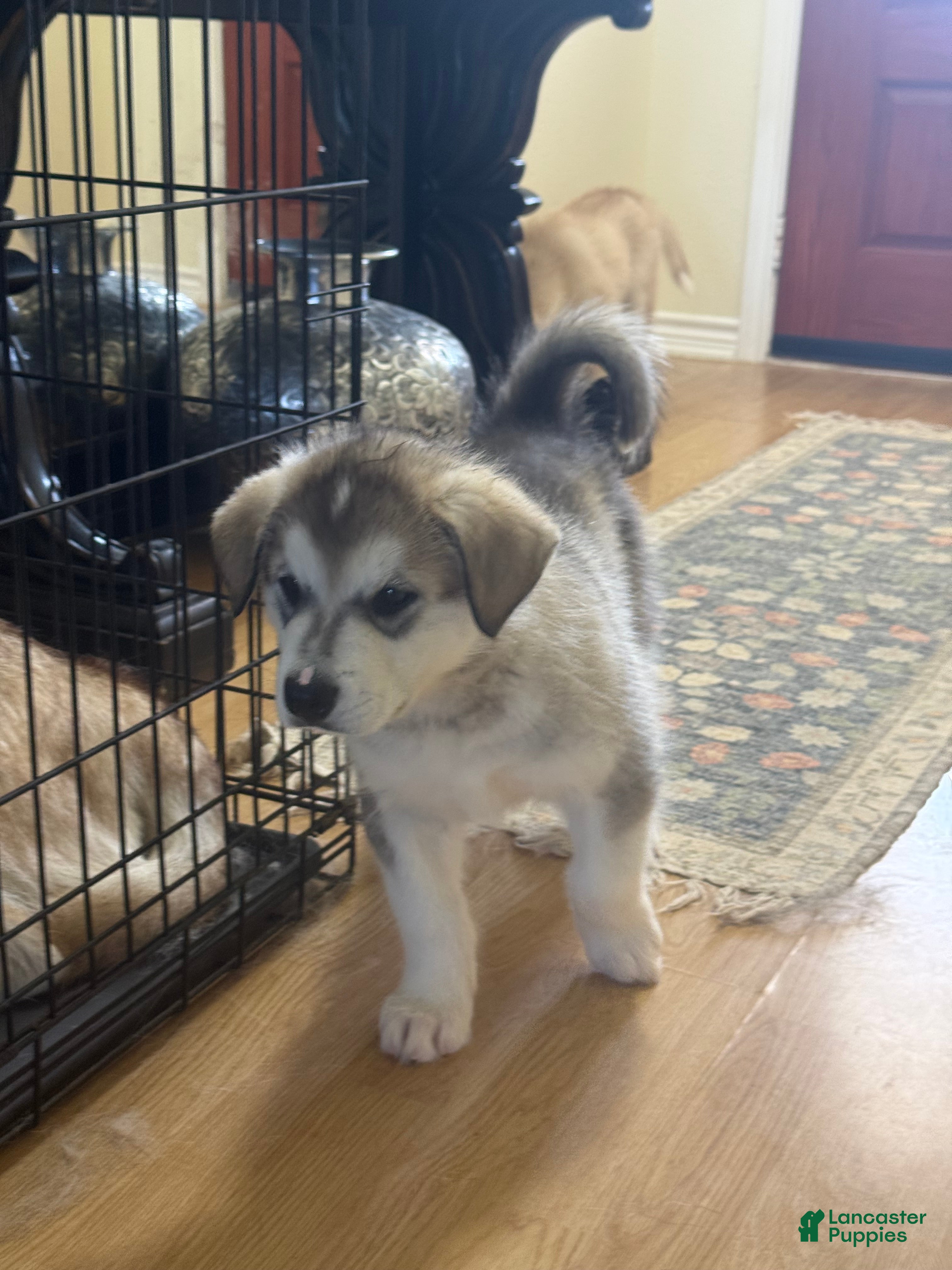 Alaskan Malamute dogs for sale: Thor - Ad 3