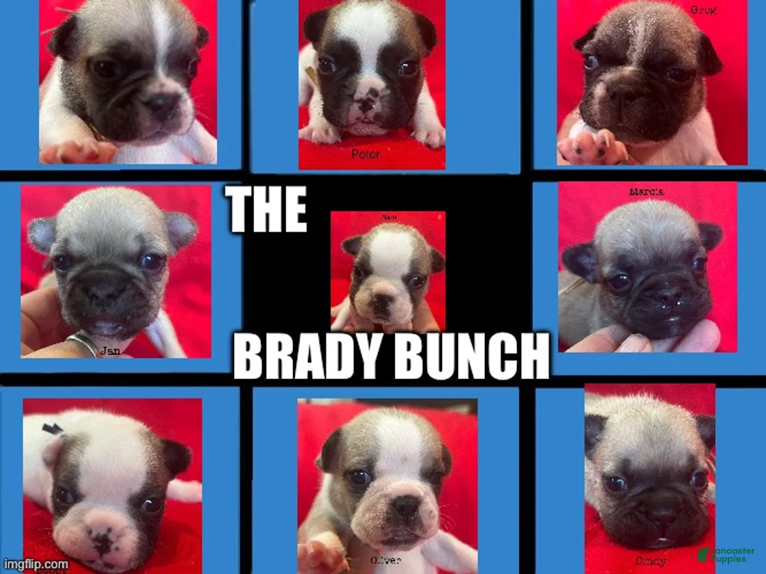 French Bulldog dogs for sale: Marcia - Ad 3