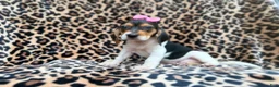 Beagle dogs for sale: Winnie - Ad 9