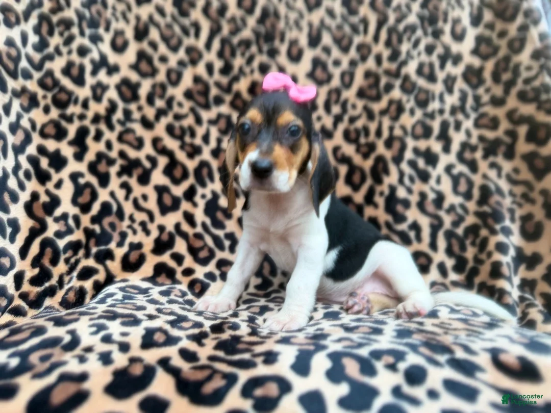 Beagle dogs for sale: Winnie - Ad 9