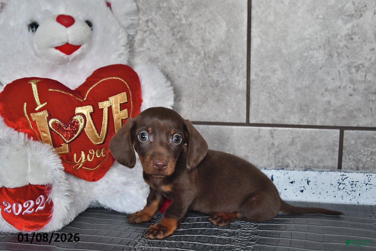 Miniature Dachshund dogs Benny - Ad 32