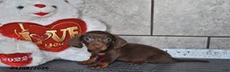 Miniature Dachshund dogs for sale: Benny - Ad 1