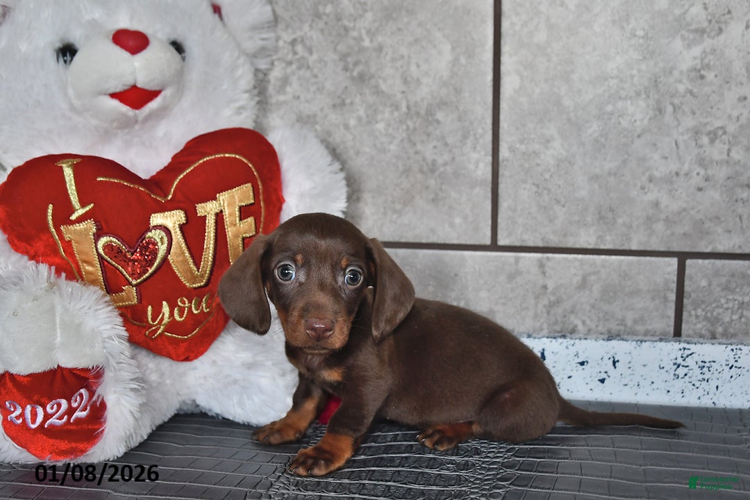 Miniature Dachshund dogs for sale: Benny - Ad 1