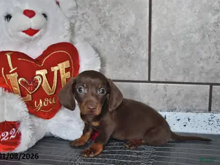 Miniature Dachshund dogs Benny - Ad 23