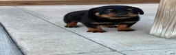 Rottweiler dogs for sale: Ace - Ad 5