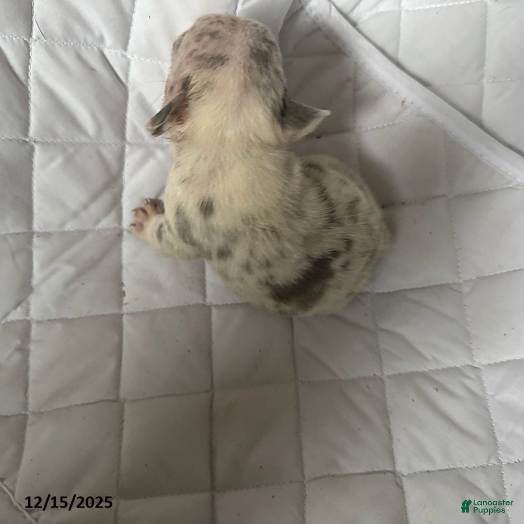 French Bulldog dogs for sale: Ashley - Ad 4