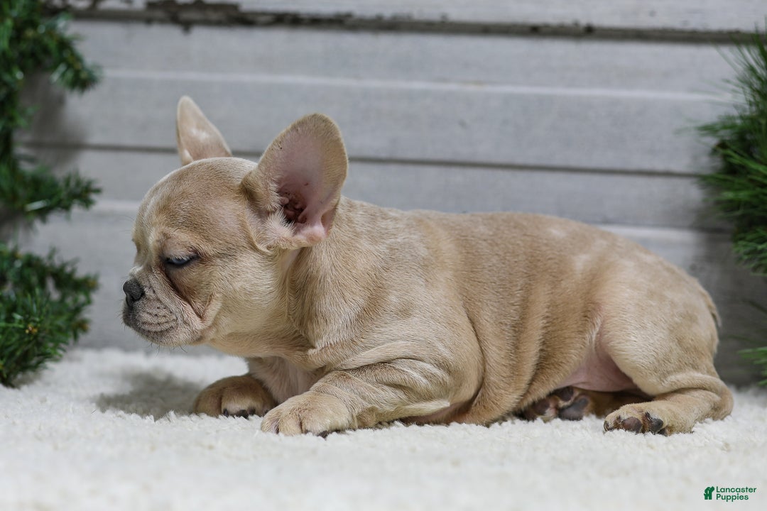 French Bulldog dogs for sale: Chase - Ad 7