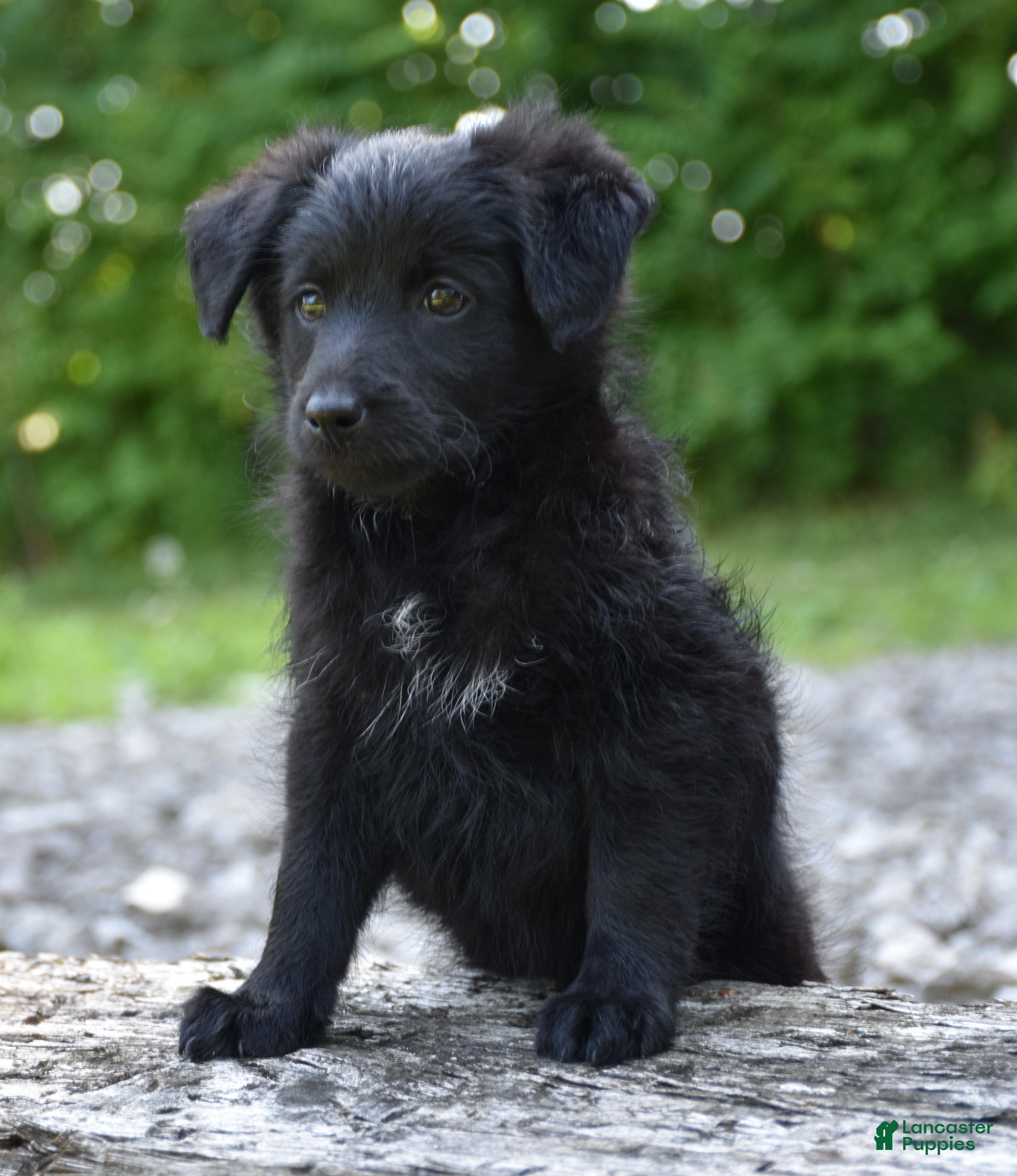 Bordoodle dogs Remy - Ad 2