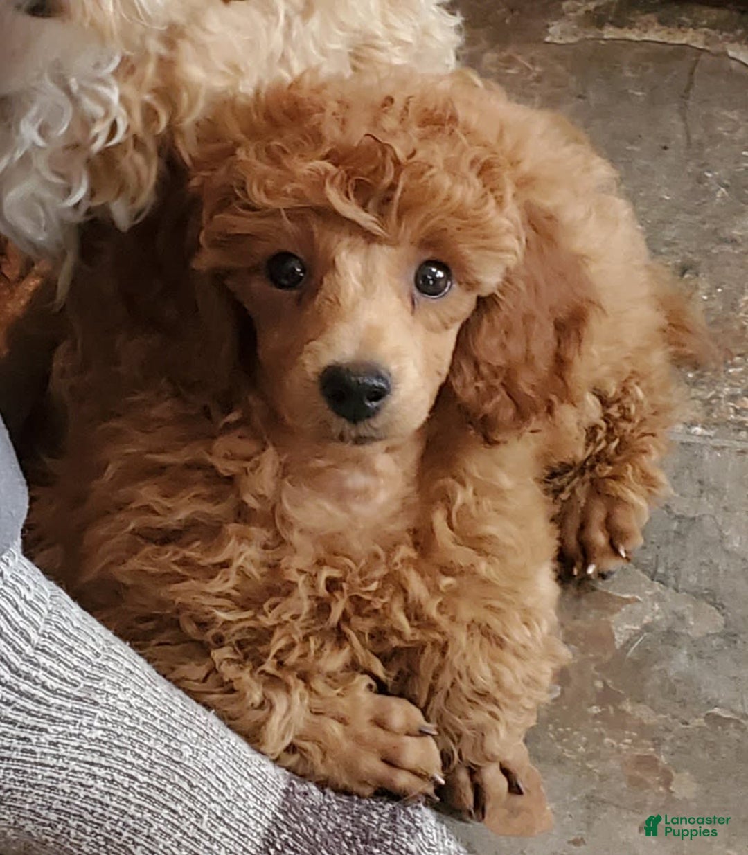 Gallery Image {{count}}