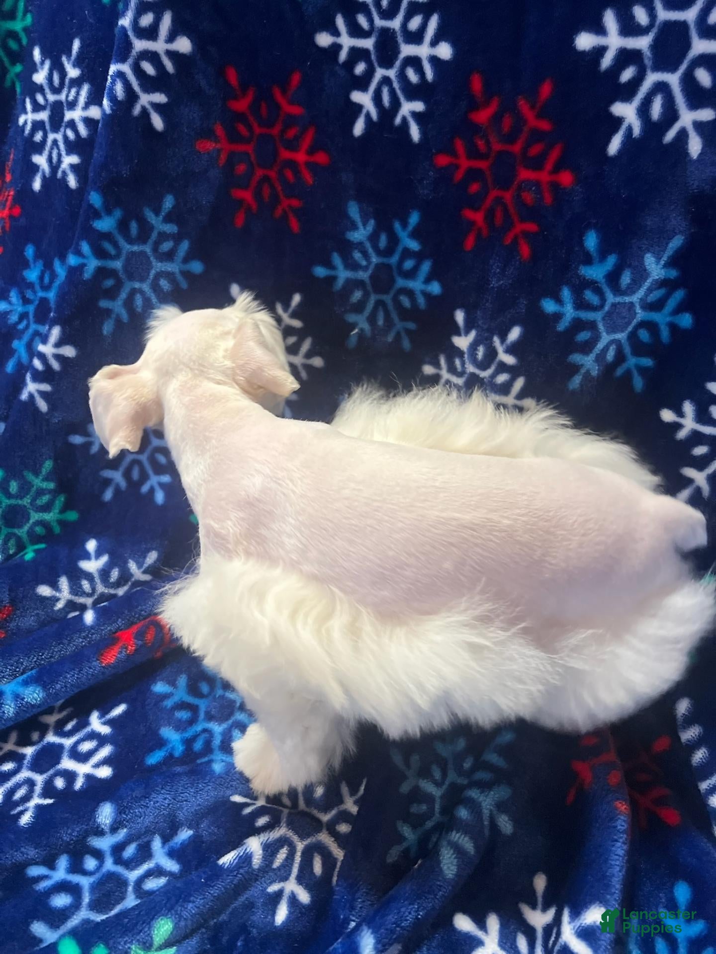 Miniature Schnauzer dogs for sale: Isaac (White) - Ad 2