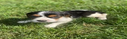 Beaglier dogs for sale: Amber - Ad 7