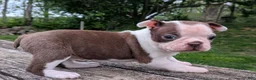 Boston Terrier dogs for sale: Polly - Ad 1