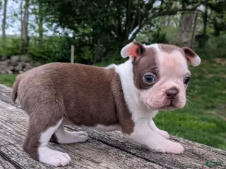 Boston Terrier dogs for sale: Polly - Ad 1