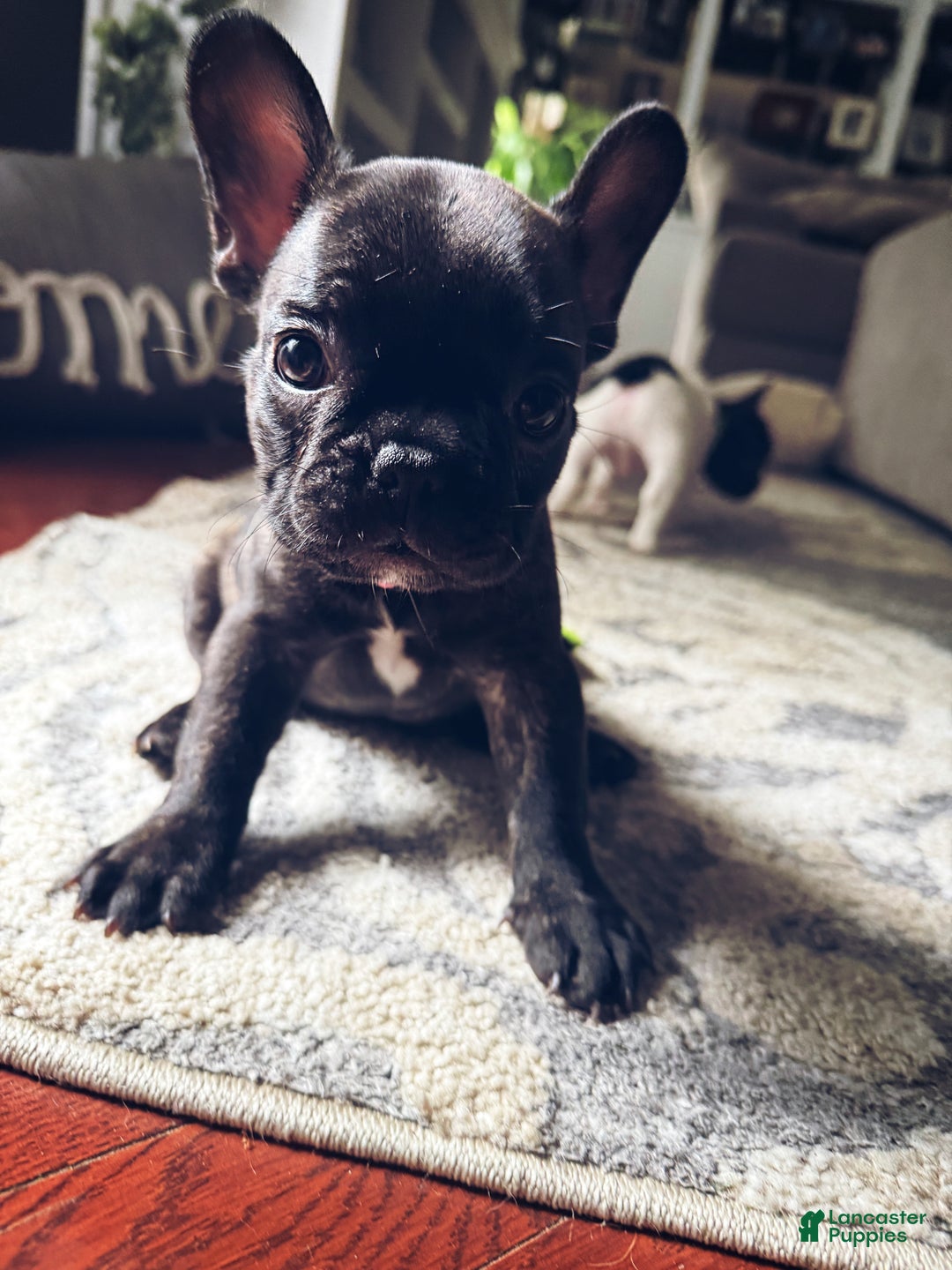 French Bulldog dogs for sale: French Bulldog Puppy 2 - Ad 2