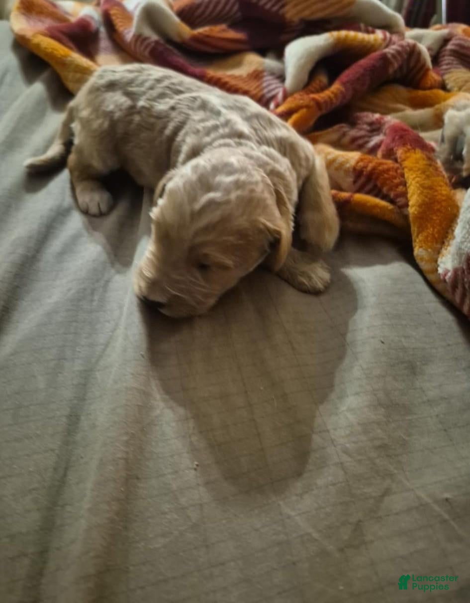 Mini Goldendoodle dogs for sale: Arua  - Ad 1