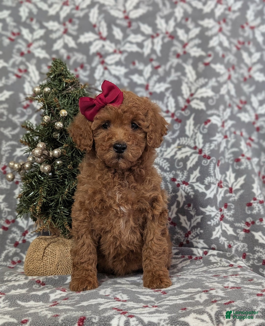 Miniature Poodle dogs for sale: Cheri - Ad 3