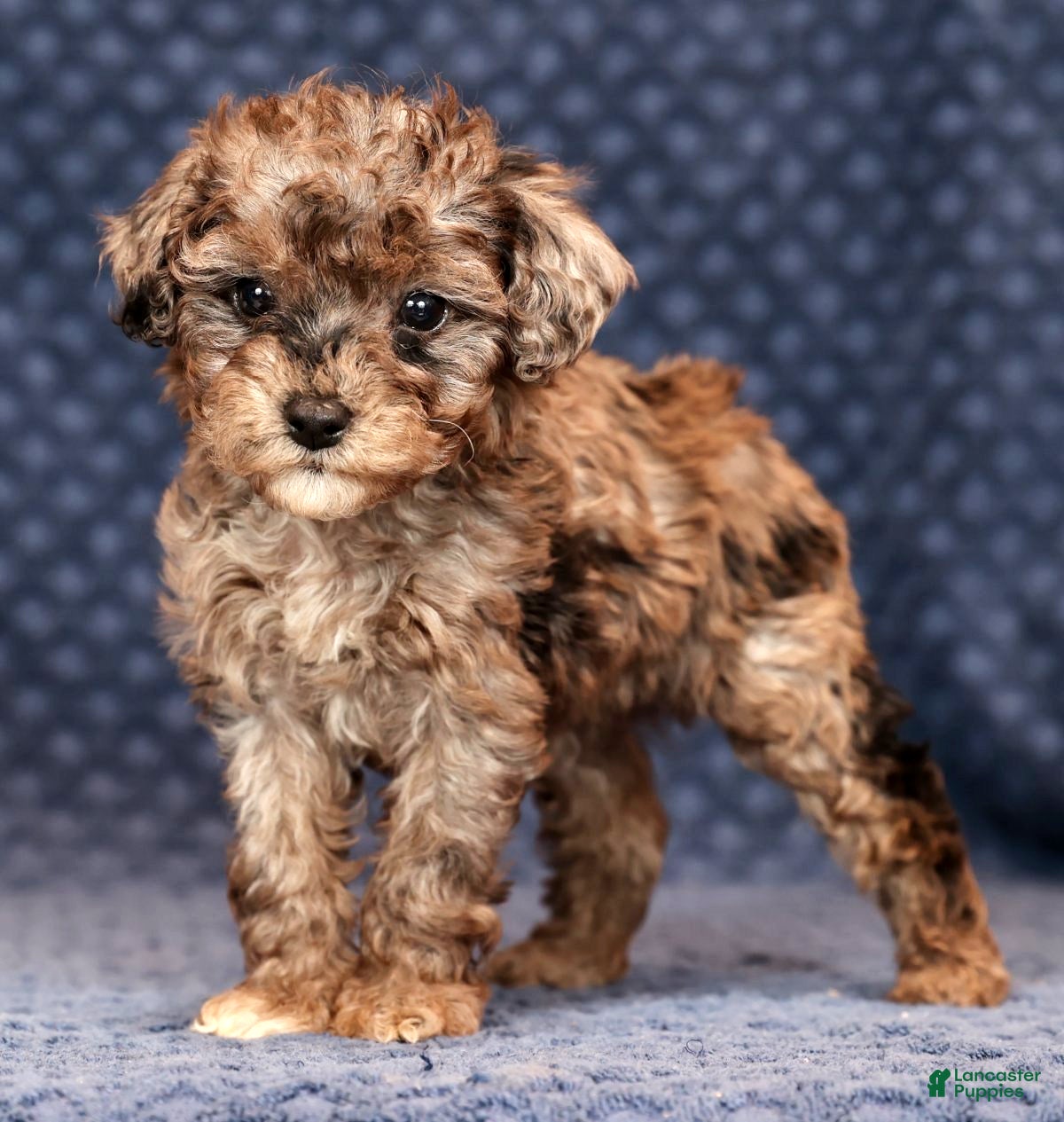 Miniature Poodle dogs Fulton - Ad 17